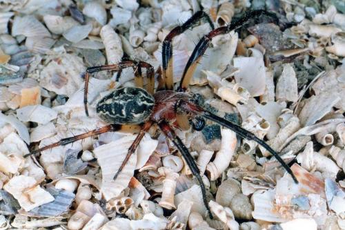 Réf. 26 911 : Larinioides sclopetarius