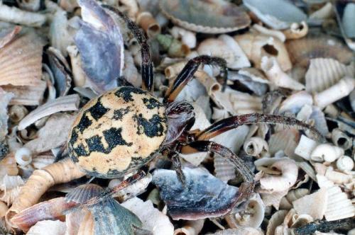 Larinioides sclopetarius