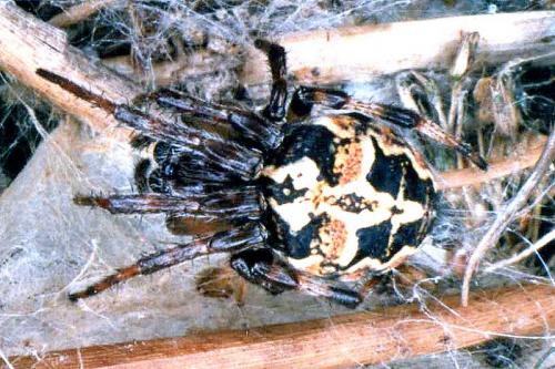 Réf. 26 940 : Larinioides sp.