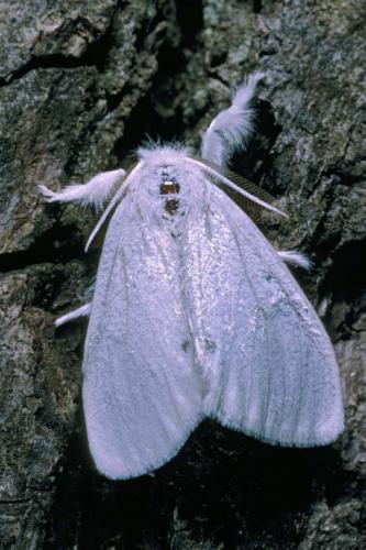 Euproctis sp.