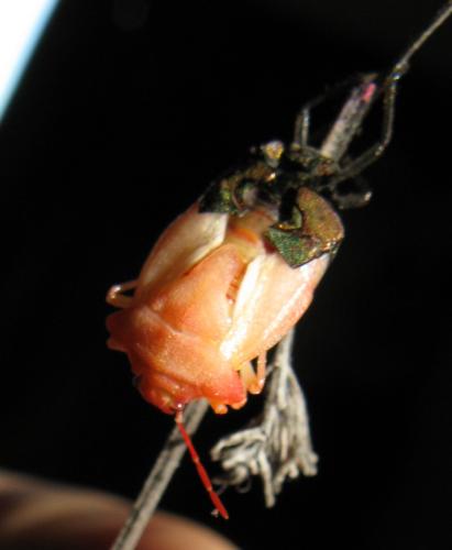 Carpocoris mediterraneus atlanticus