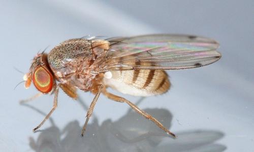 Réf. 26 888 : Gitona distigma