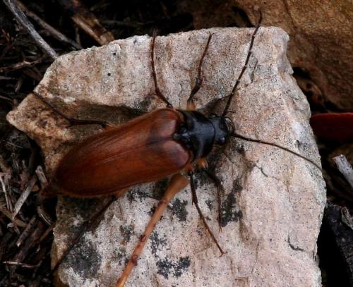 Cebrio gigas
