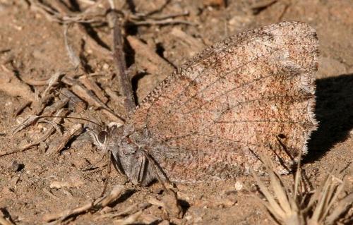 photo de papillon