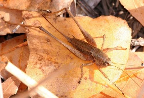 Rhacocleis poneli