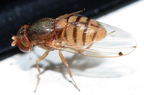 Réf. 26 891 : Gitona distigma