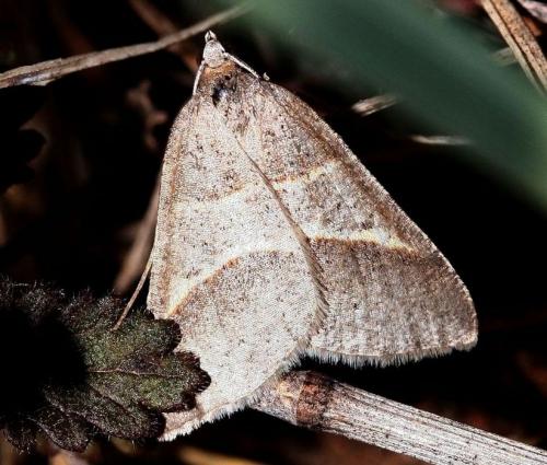 Petrophora convergata