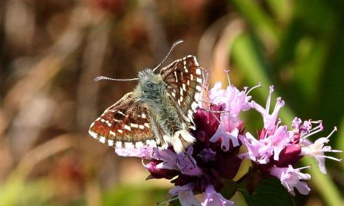 Pyrgus sp.
