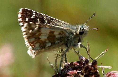 Réf. 26 143 : Pyrgus sp.