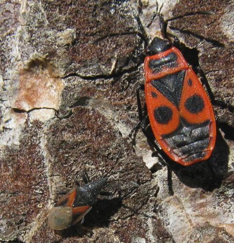Réf. 26 066 : Oxycarenus lavaterae