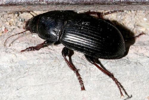 Réf. 26 337 : Zabrus tenebrioides