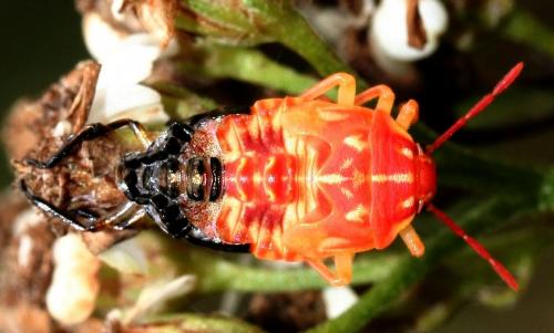 Réf. 26 527 : Carpocoris sp.
