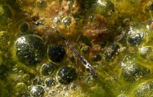 Hydrometra stagnorum
