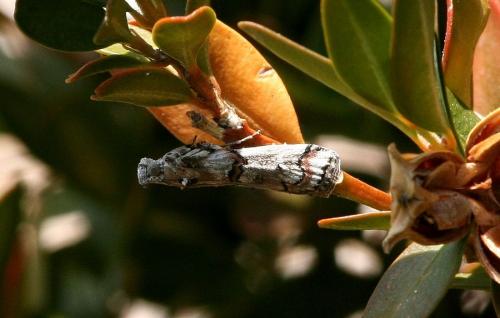 Réf. 26 979 : Pempelia palumbella