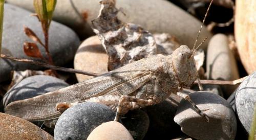 Réf. 26 882 : Sphingonotus caerulans