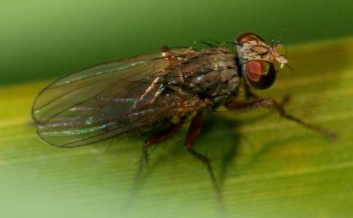Réf. 26 962 : Lispocephala mikii