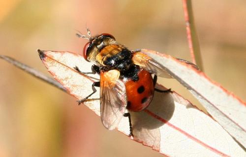 Gymnosoma sp.