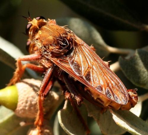 Réf. 26 296 : Asilus crabroniformis
