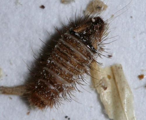 Anthrenus sp.
