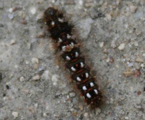 Acronicta rumicis