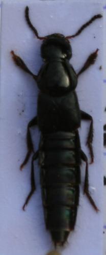 Quedius sp.
