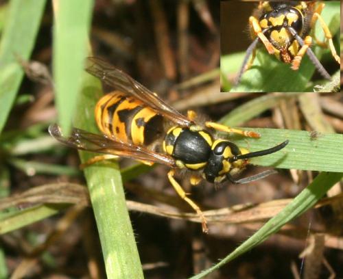 Vespula germanica