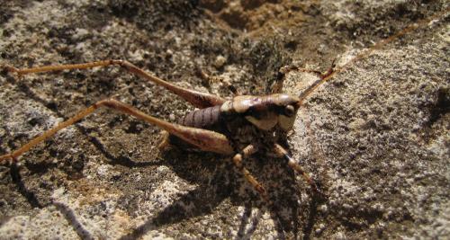 Réf. 26 742 : Antaxius pedestris