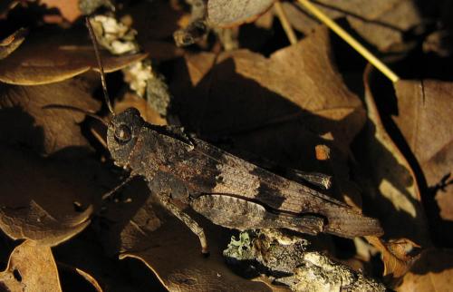 Oedipoda caerulescens caerulescens