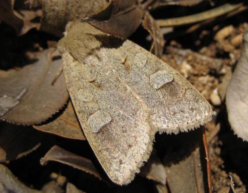 Ammoconia caecimacula