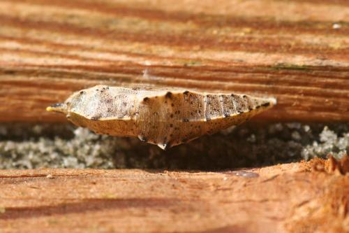 Réf. 26 251 : Pieris brassicae