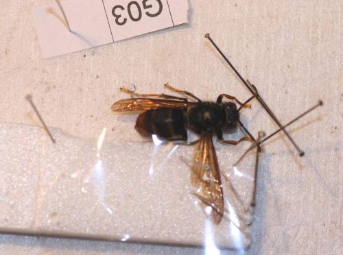 Etalage sp.