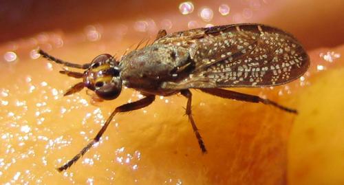 Euthycera sp.