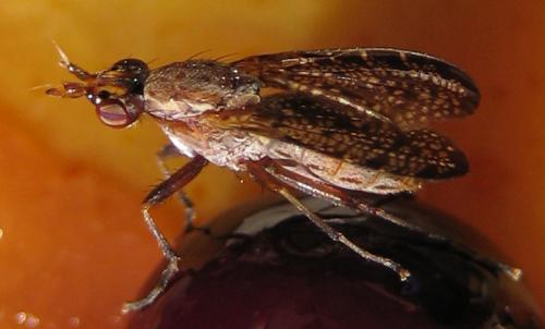 Euthycera sp.
