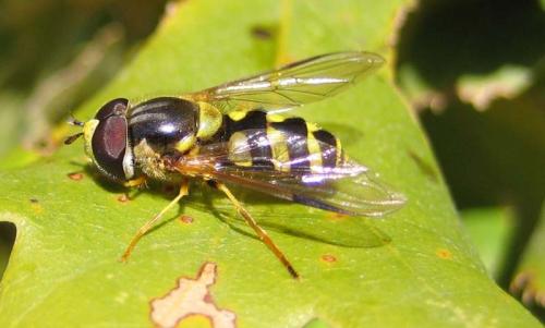 Réf. 26 466 : Dasysyrphus albostriatus