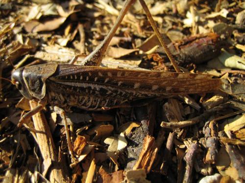 Réf. 26 744 : Decticus albifrons