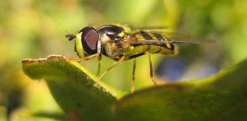 Réf. 26 467 : Dasysyrphus albostriatus