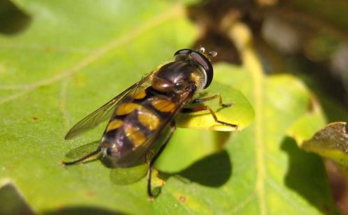 Réf. 26 468 : Didea fasciata