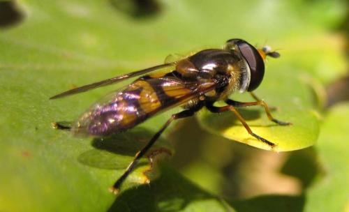 Réf. 26 477 : Didea fasciata