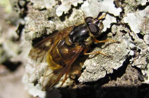 Ferdinandea aurea