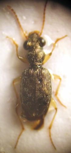 Asaphidion sp.