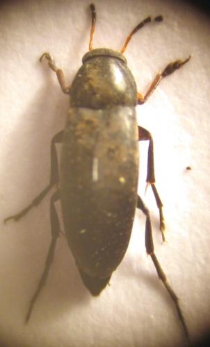 Réf. 26 427 : Anaspis frontalis