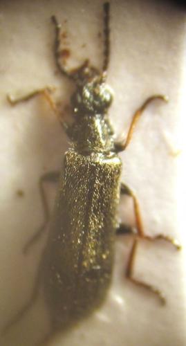 Dasytinae