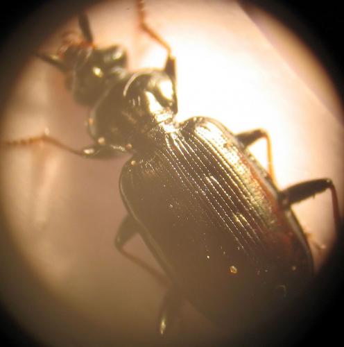 Loricera pilicornis