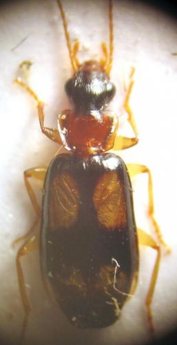 Réf. 26 779 : Dromius quadrimaculatus