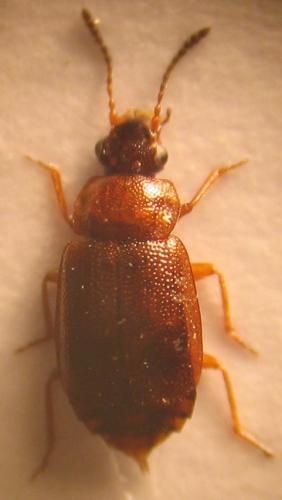 Réf. 26 781 : Anthobium atrocephalum
