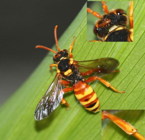 Réf. 26 323 : Nomada mauritanica