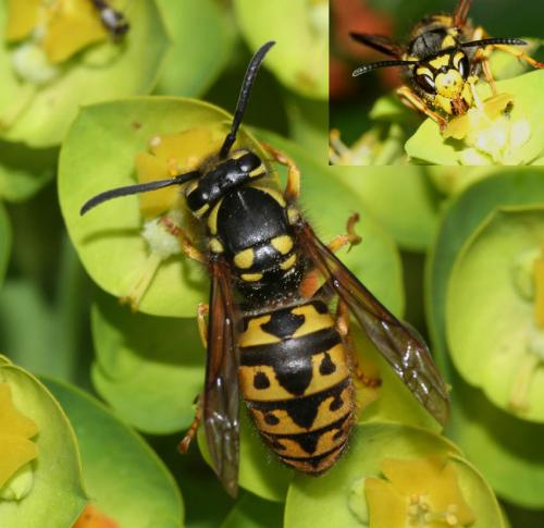 Vespula germanica