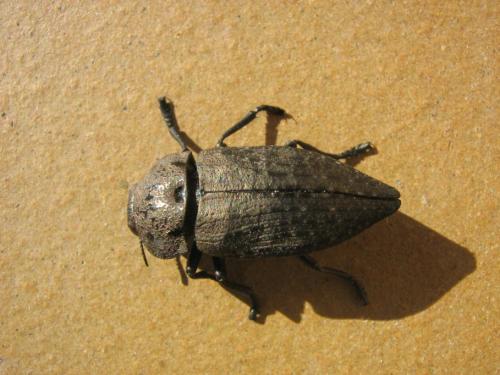 Réf. 26 537 : Capnodis tenebricosa