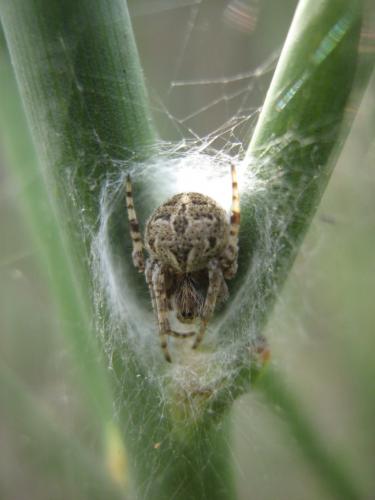 Agalenatea redii