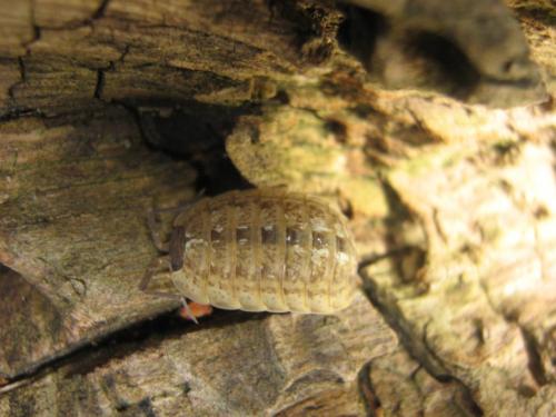 Porcellio monticola